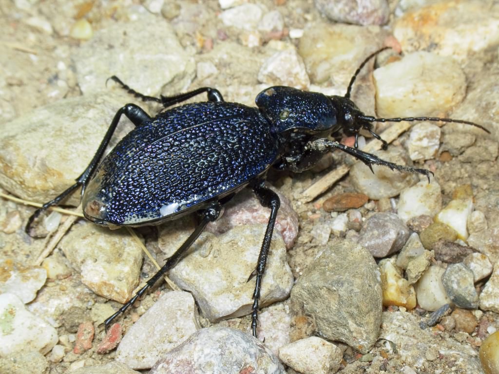 Carabus scabrosus tauricus Bonelli, 1810